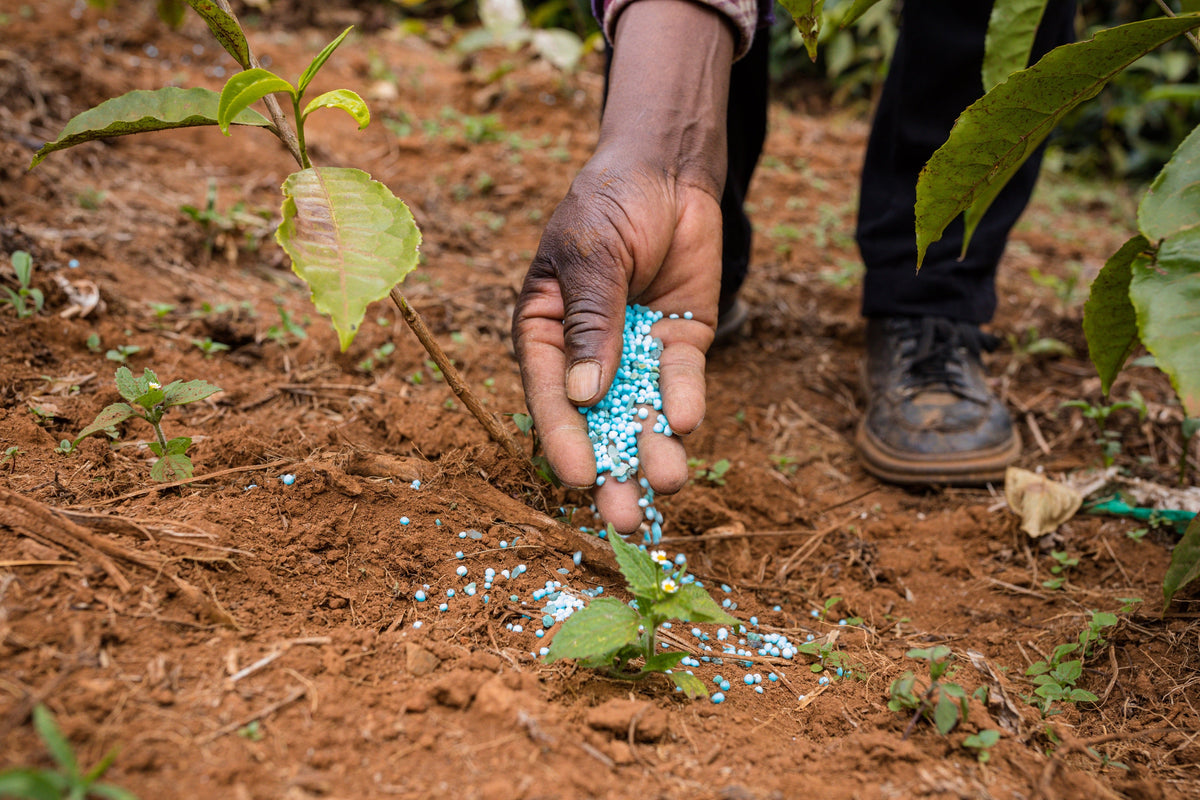 Difference Between Organic and Inorganic Fertilizer