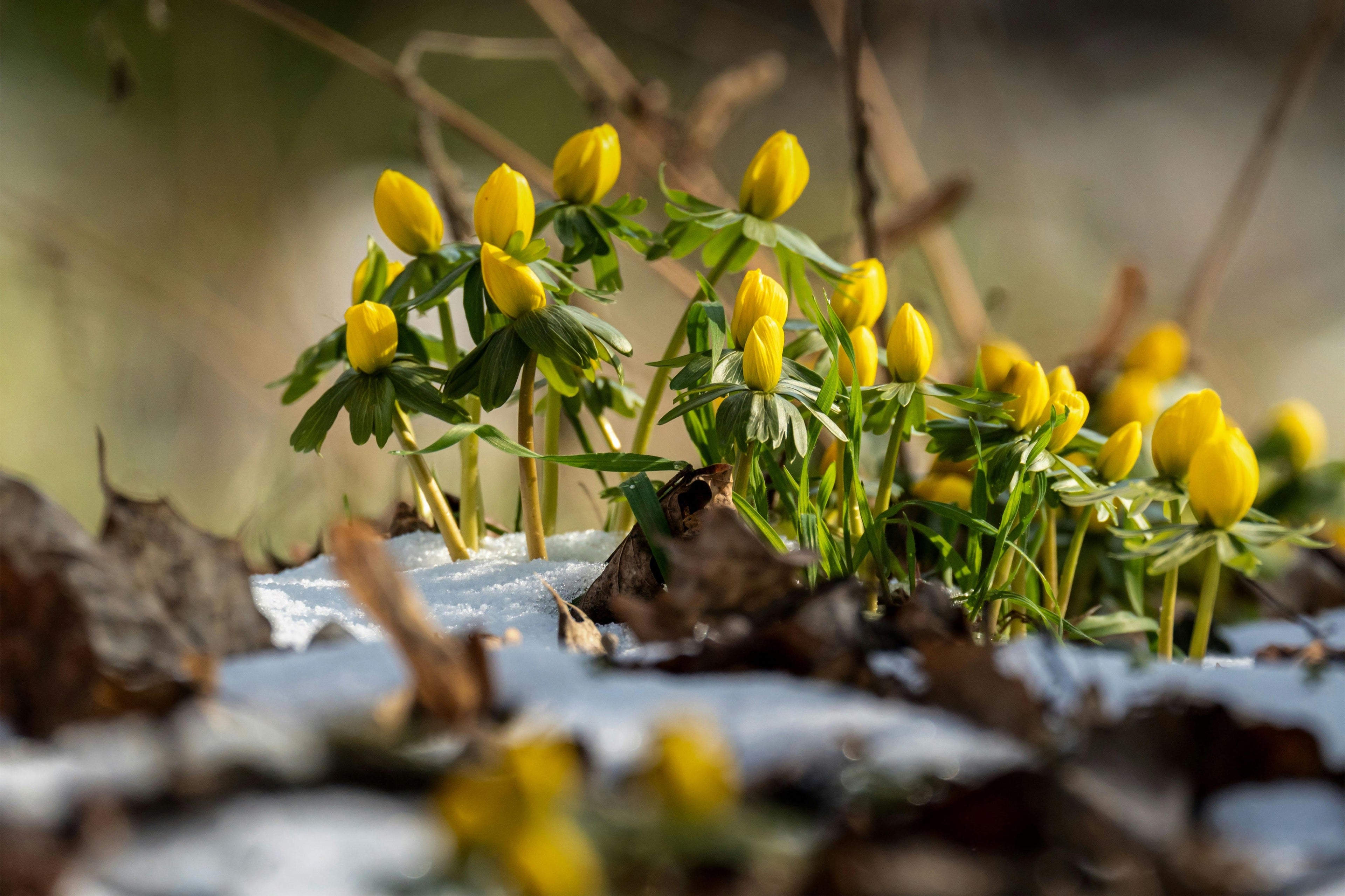 Why Early Spring Soil Nutrition Determines Your Entire Harvest