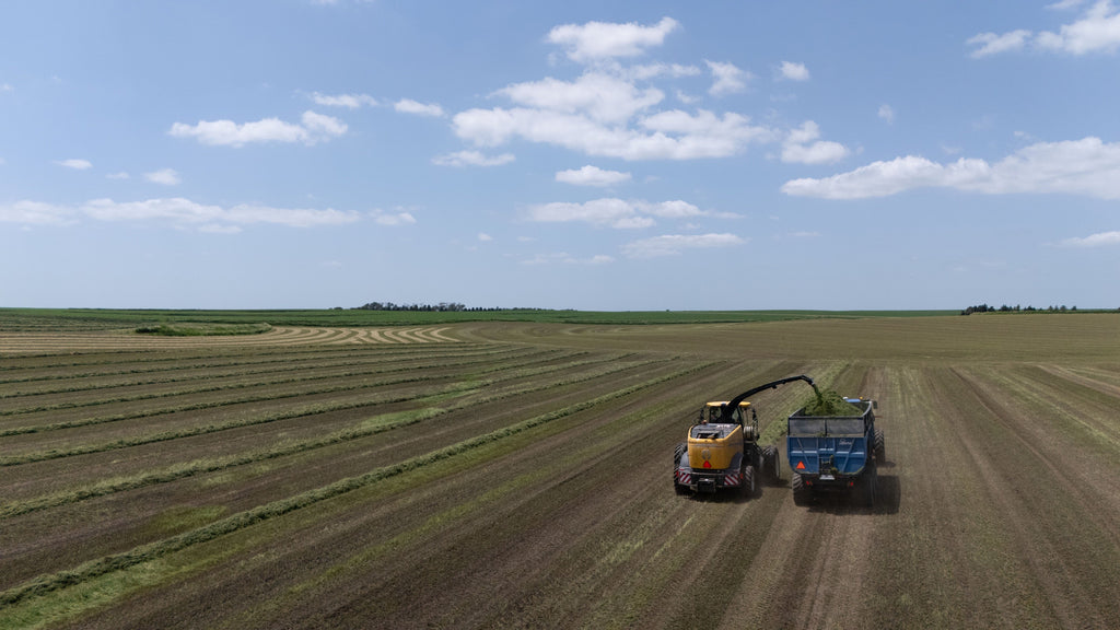 Corn Silage Harvest Timing: Why Whole-Plant Moisture Matters More Than the Calendar
