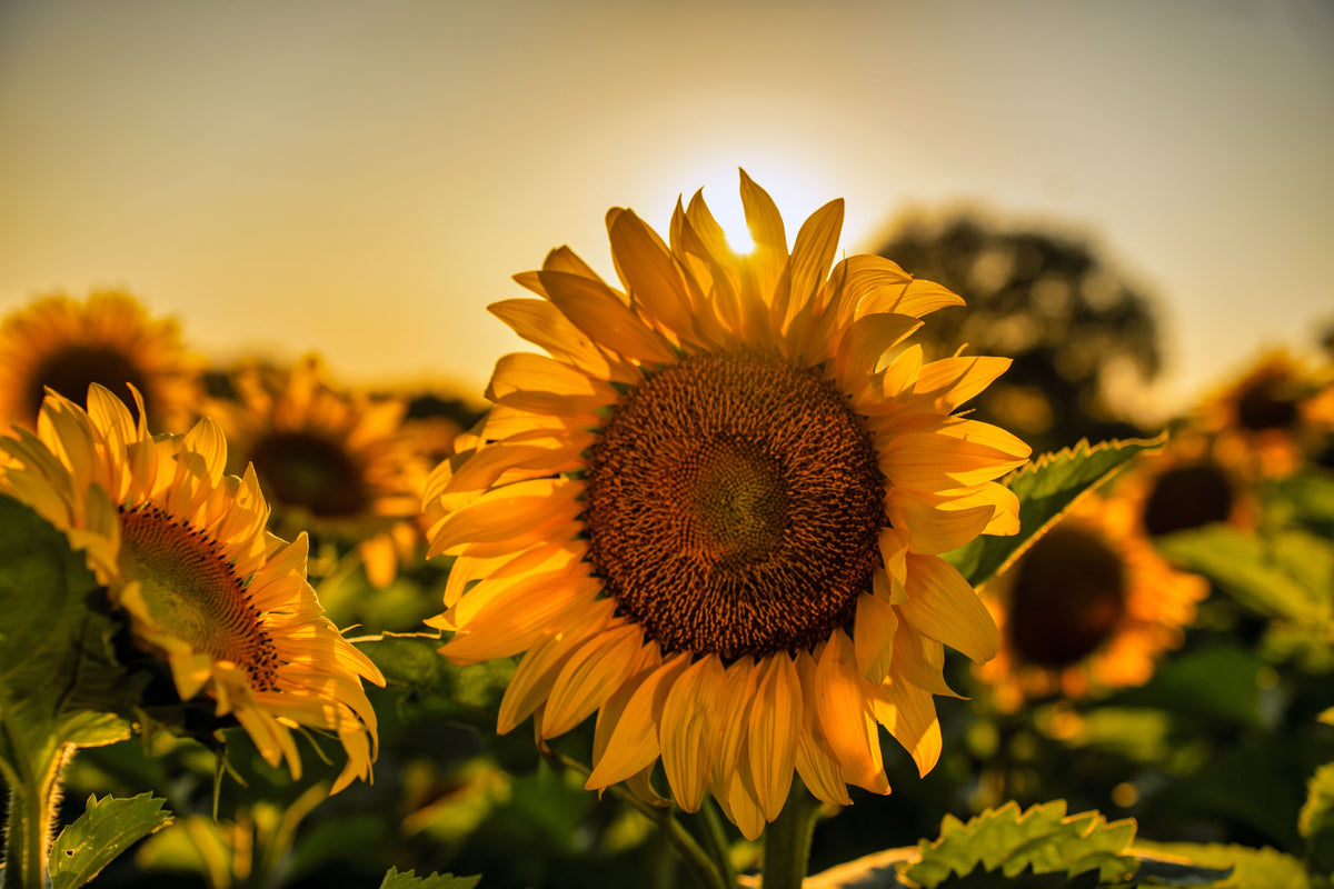 Summer Solstice Garden Check: What To Correct Before July