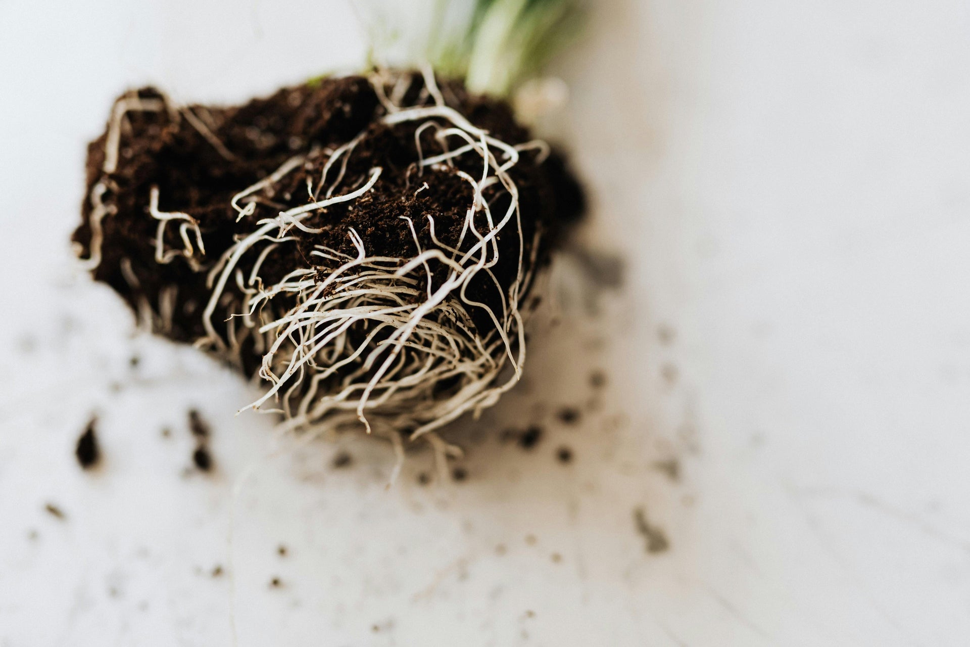 Unlock the Secrets of Lush Plant Growth: The Power of Potassium