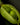 Soybean Pod Fill Under Heat and Moisture Stress: Protecting Seed Number and Size