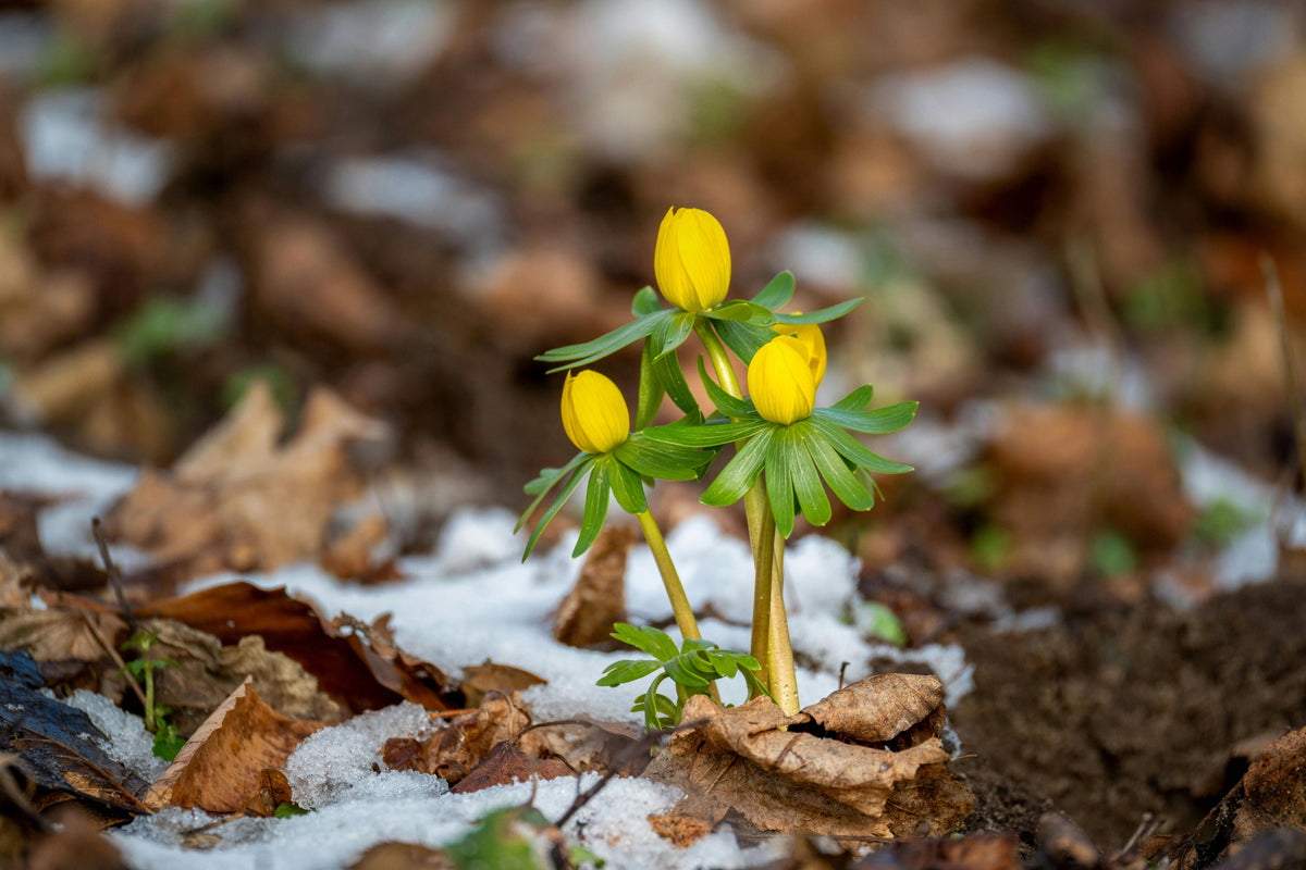 Slow-Release Fertilizers for the PNW: When They Help and When They Don’t