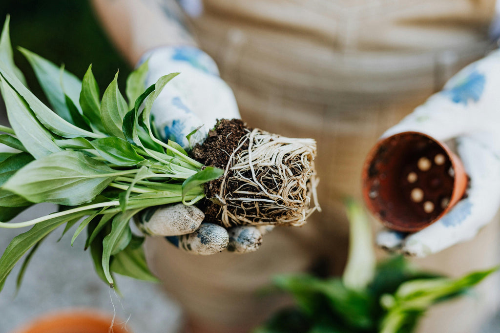 From Cover Crop To Cash Crop: Managing Spring Fertility After A Winter Of Roots And Residue