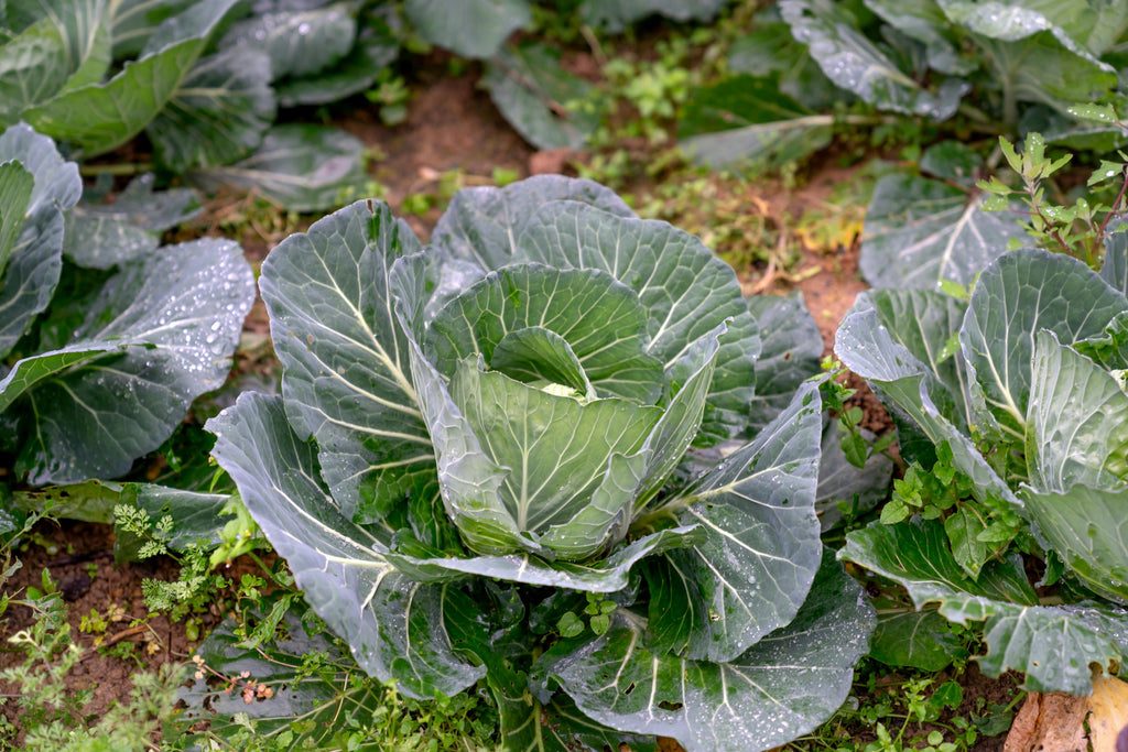 Gypsum in Fall Soil Prep: Building a Strong Foundation for Spring Vegetables