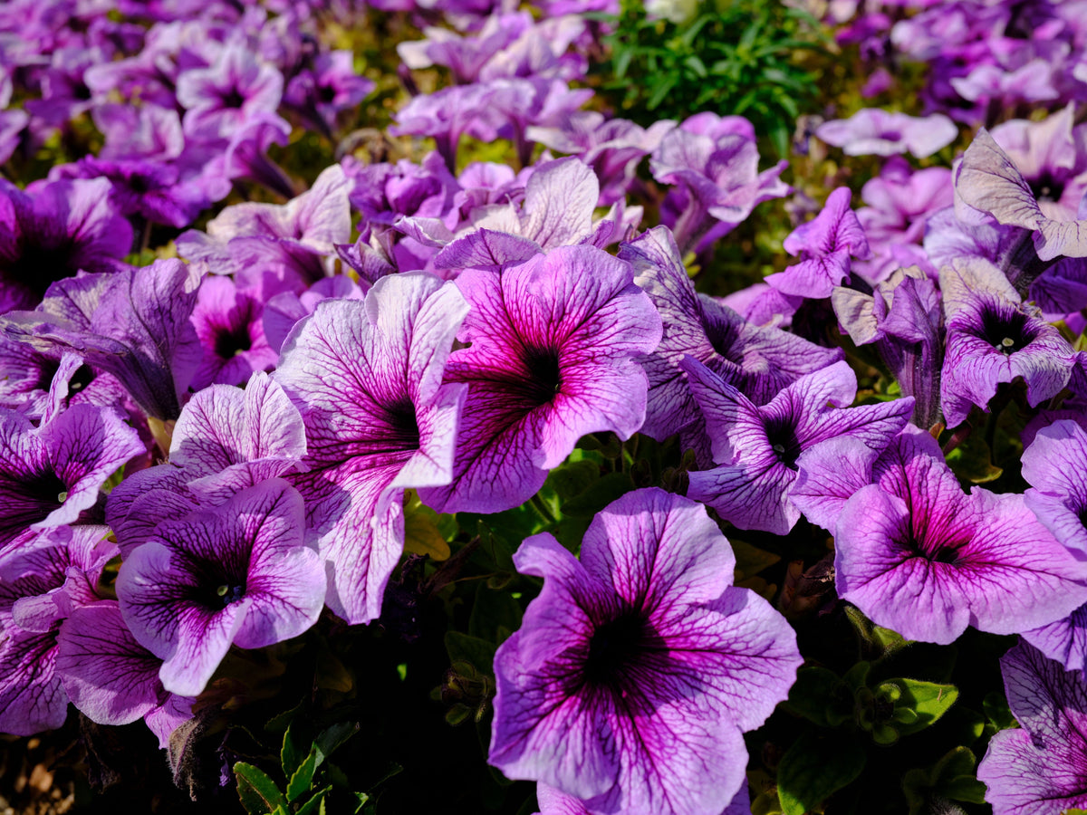 Hanging Baskets in June: Why They Fade and How to Keep Them Fed