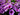 Hanging Baskets in June: Why They Fade and How to Keep Them Fed