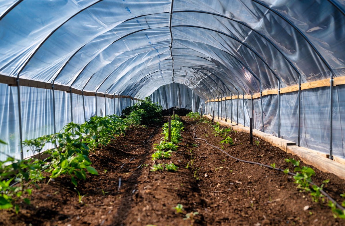 High Tunnel Fertility After a Long Growing Season: Test Salts Before Adding More Fertilizer