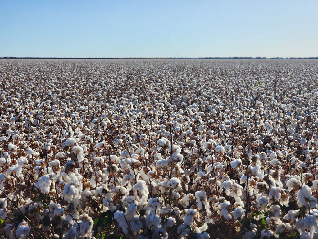 What This Cotton Crop Is Telling You About Potassium for Next Year