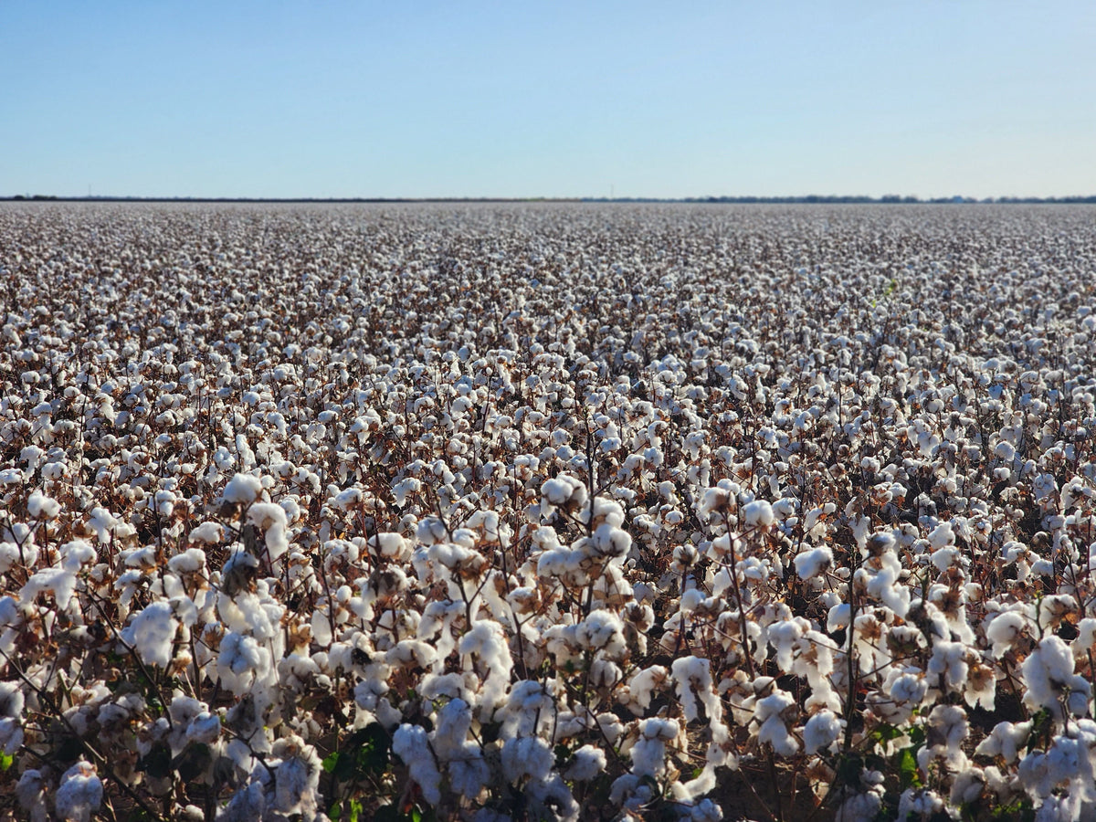 What This Cotton Crop Is Telling You About Potassium for Next Year