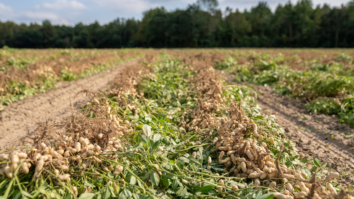 The Potash Decision After Peanut Harvest Starts With the Next Crop