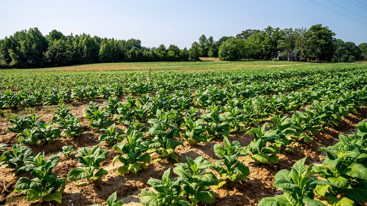 What Tobacco Growers Should Check Before Choosing Next Year’s Potash