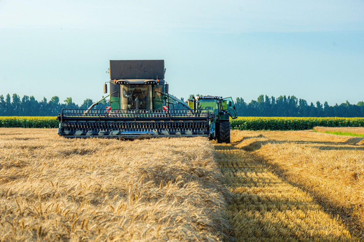 October Winter Wheat Fertility: Build Tillers and Roots Without Overfeeding the Crop