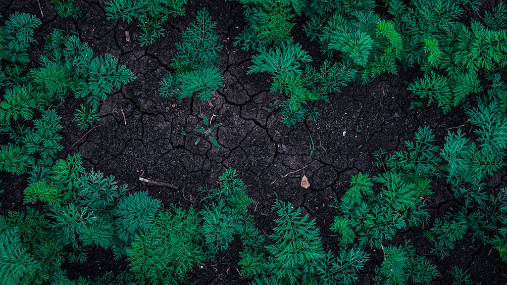 Low Magnesium on a Soil Test Does Not Always Mean You Need Magnesium Fertilizer