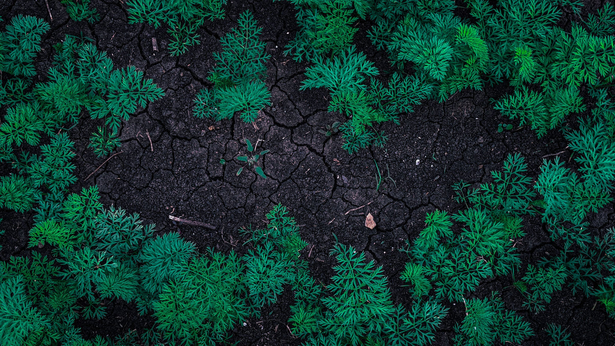 Low Magnesium on a Soil Test Does Not Always Mean You Need Magnesium Fertilizer