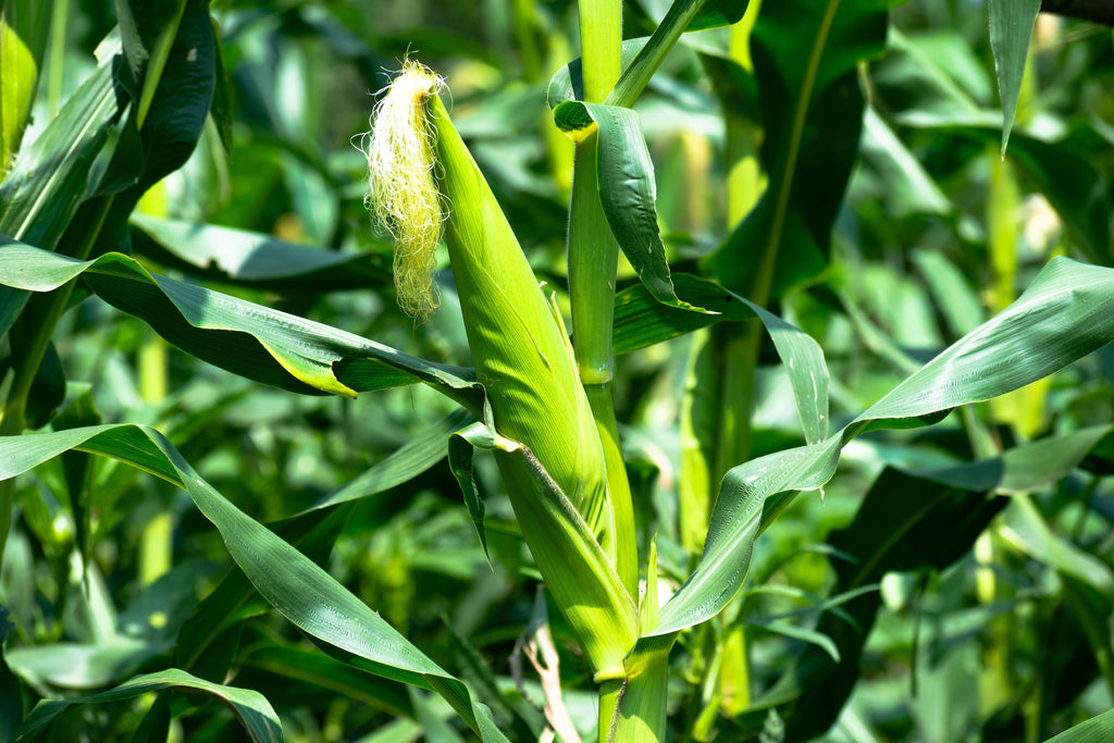 Why Fall Is Usually Too Early for Urea Ahead of Spring Corn