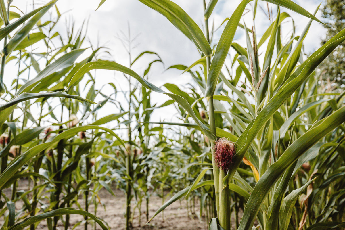 What Grazing Corn Stalks Really Does to Next Year’s Fertility