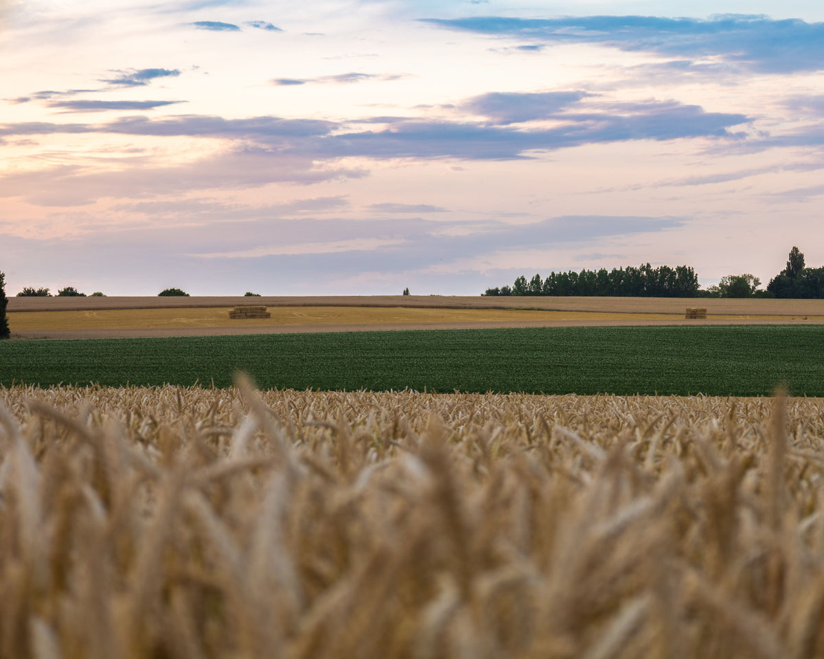 Where Variable-Rate Potash Actually Pays After Harvest