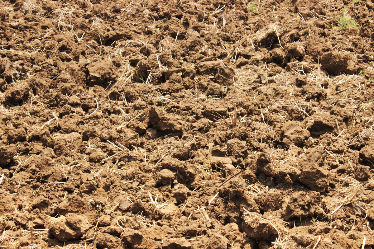 Why Soil Sampling Depth Can Change the Fertilizer Recommendation