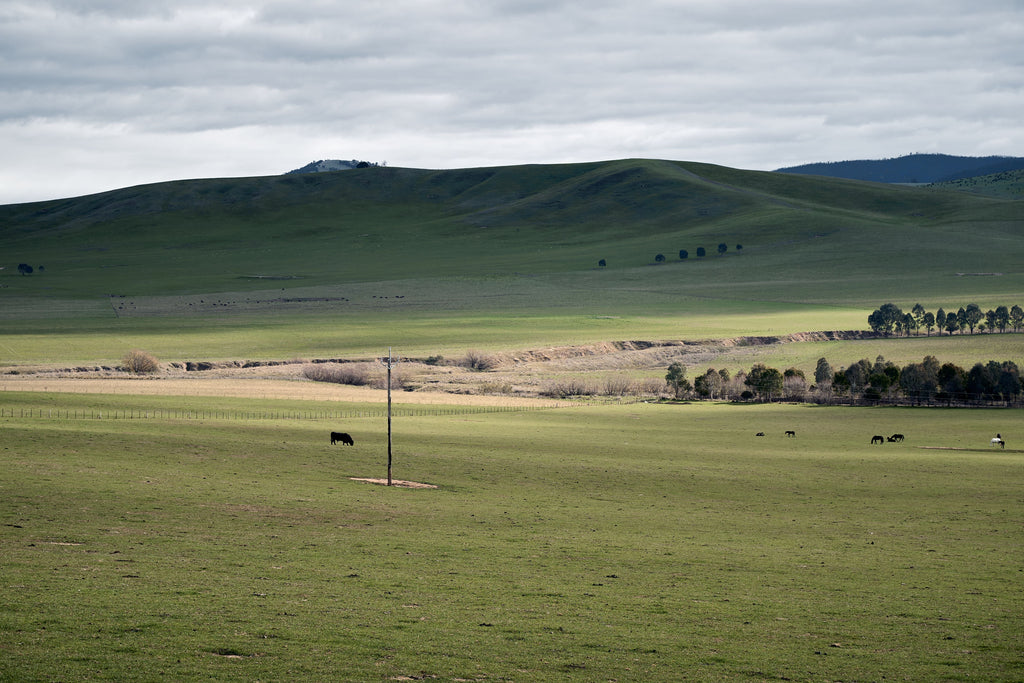October Winter Annual Forage Fertility: Use Nitrogen to Build Grazing, Not Just Color