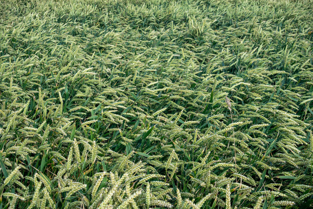 When Sulfate of Potash Is Worth the Premium: Choosing the Right Potassium Source for Specialty Crops