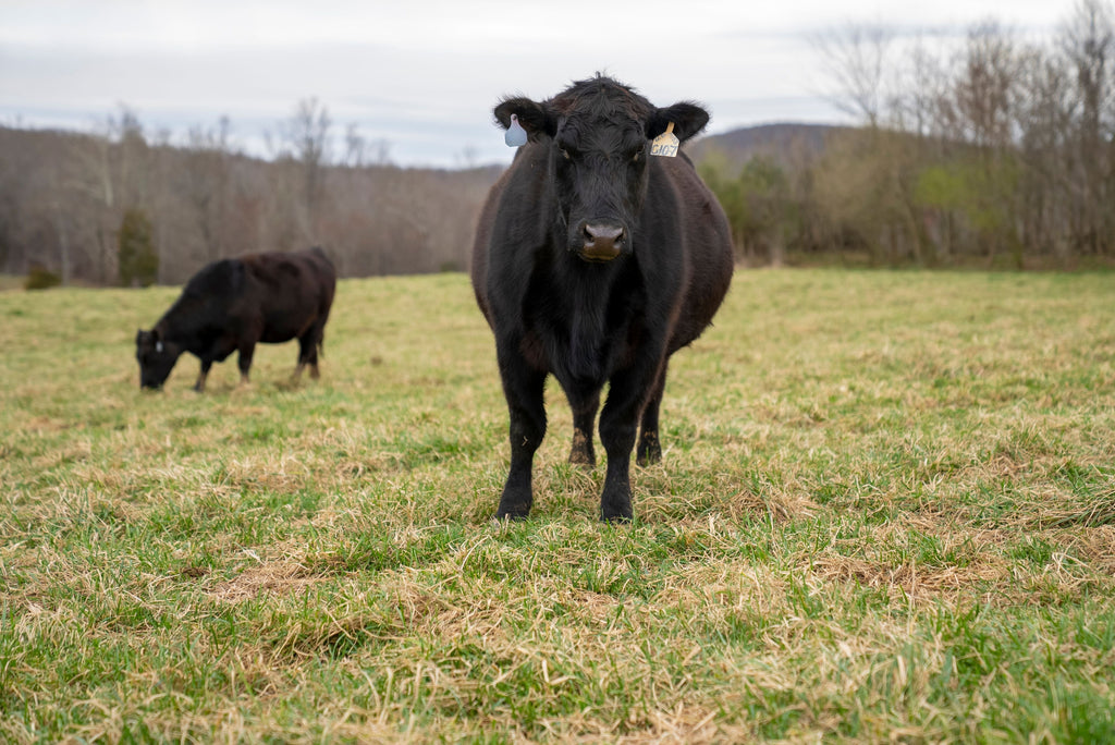 Stockpiling Tall Fescue: When Fall Nitrogen Still Pays