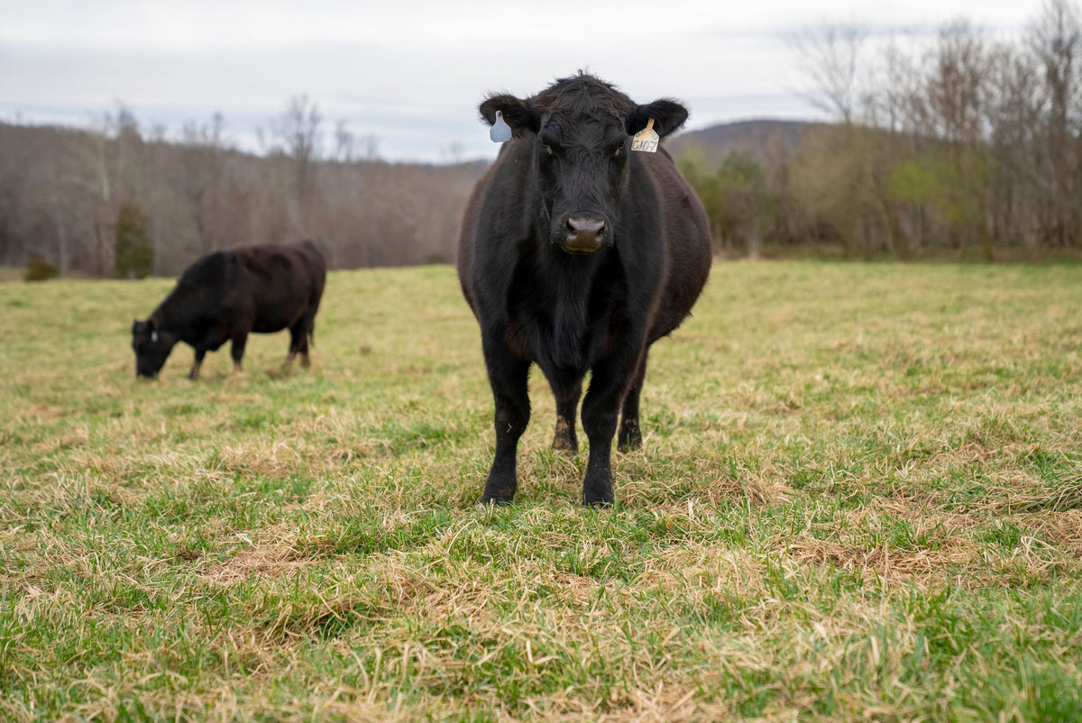 Stockpiling Tall Fescue: When Fall Nitrogen Still Pays
