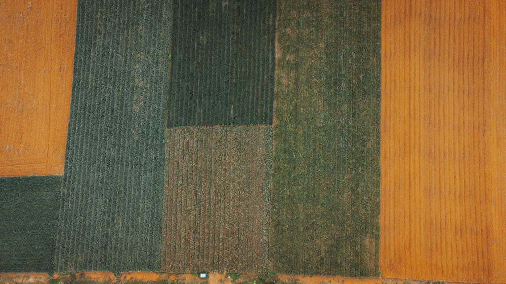 September Potassium Planning: Does Your Field Need Potash After Harvest?