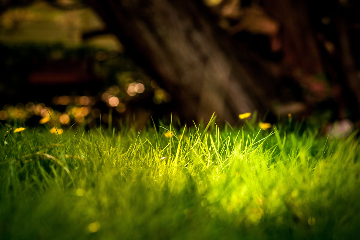 Cool-Season Lawn Recovery in September: When Fall Nitrogen Helps and When It Doesn't