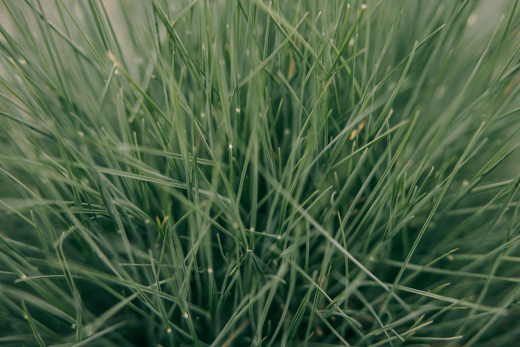 Stockpiling Tall Fescue in September: When Nitrogen Can Turn Fall Growth Into Winter Feed