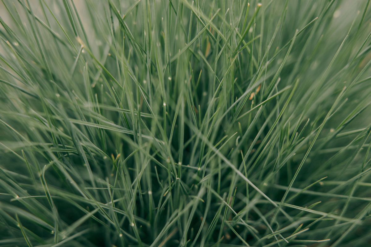 Stockpiling Tall Fescue in September: When Nitrogen Can Turn Fall Growth Into Winter Feed