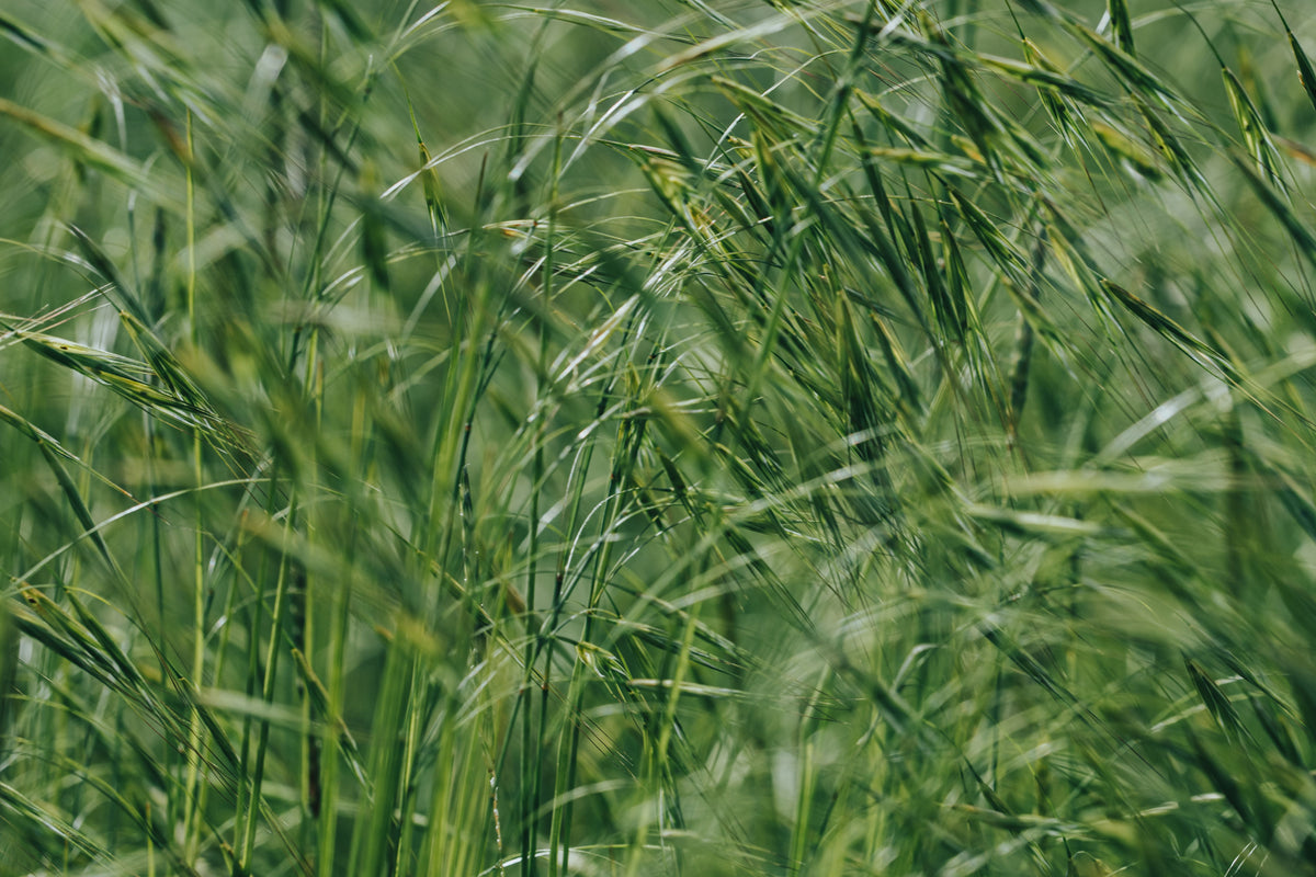 Fall Soil pH Correction: Why September Is a Good Time to Lime Before Next Spring
