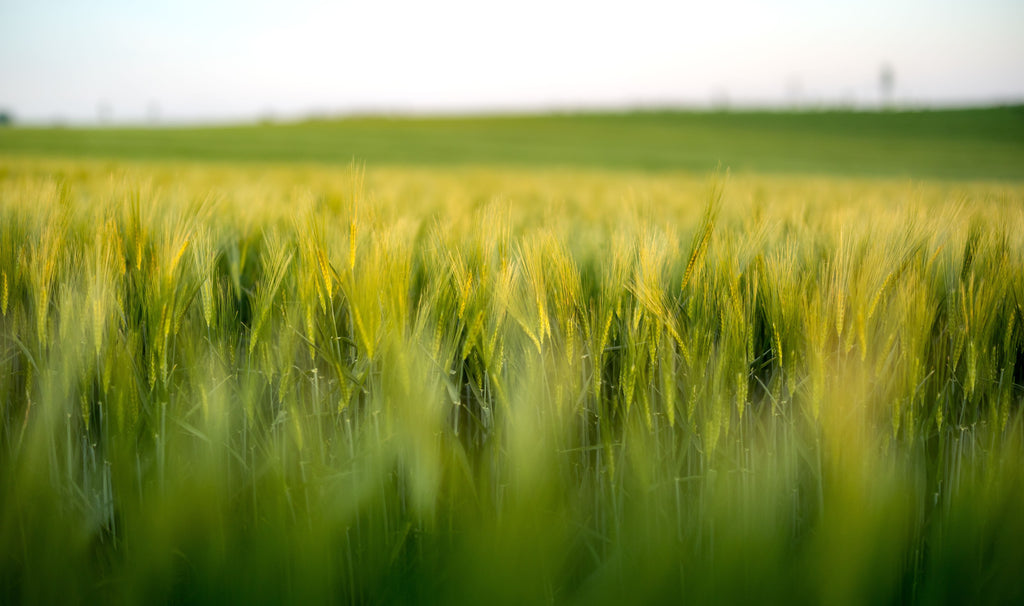 September Wheat Fertility: When Nitrogen and Sulfur Belong in the Establishment Plan