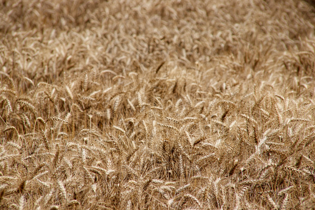 Before the Wheat Drill Rolls: Use September Soil Tests to Set pH, Phosphorus, and Potassium