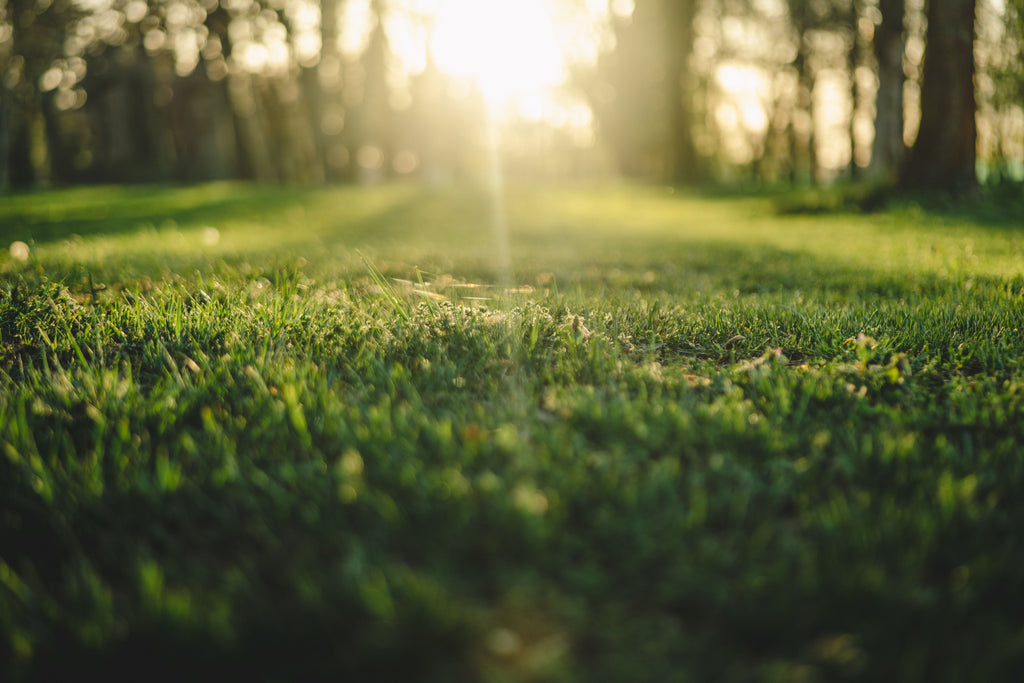 September Lawn Overseeding: Fix Thin Cool-Season Turf Before Winter