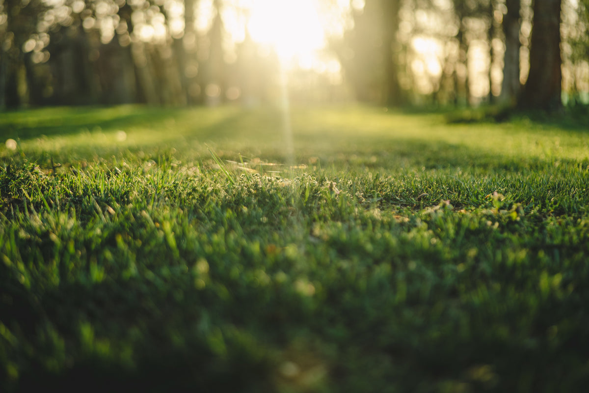 September Lawn Overseeding: Fix Thin Cool-Season Turf Before Winter