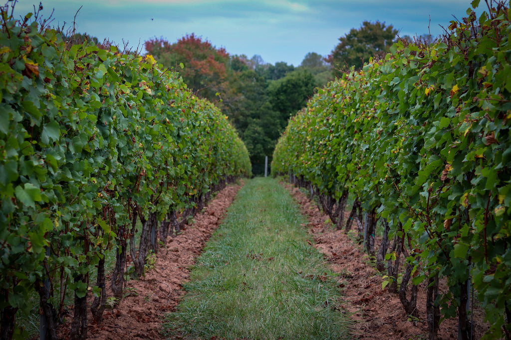September Fall Vegetable Fertility: Feed Brassicas and Greens Without Overloading Phosphorus