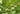 Cover Crops After Corn Silage: When September Nitrogen Helps and When It Defeats the Purpose