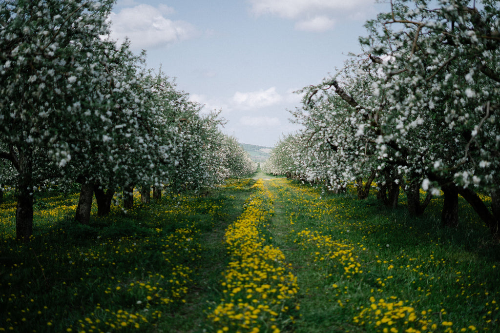 September Orchard and Berry Fertility: Use Harvest and Tissue Data to Plan Potassium, Not Guess