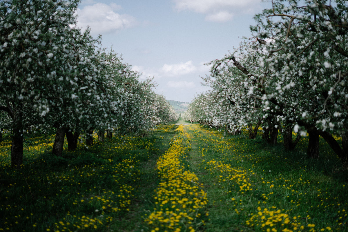 September Orchard and Berry Fertility: Use Harvest and Tissue Data to Plan Potassium, Not Guess