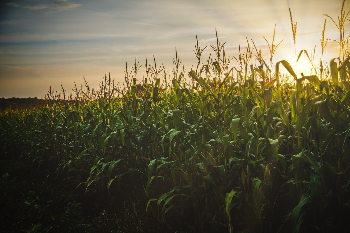 Fall or Spring Potash? How to Choose the Better Timing for Corn and Soybean Ground
