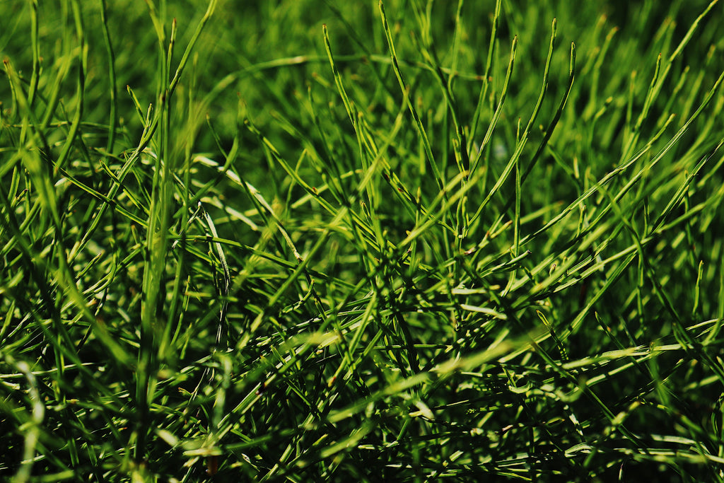 Overseeding Bermudagrass With Ryegrass: September Preparation for Winter Green Turf