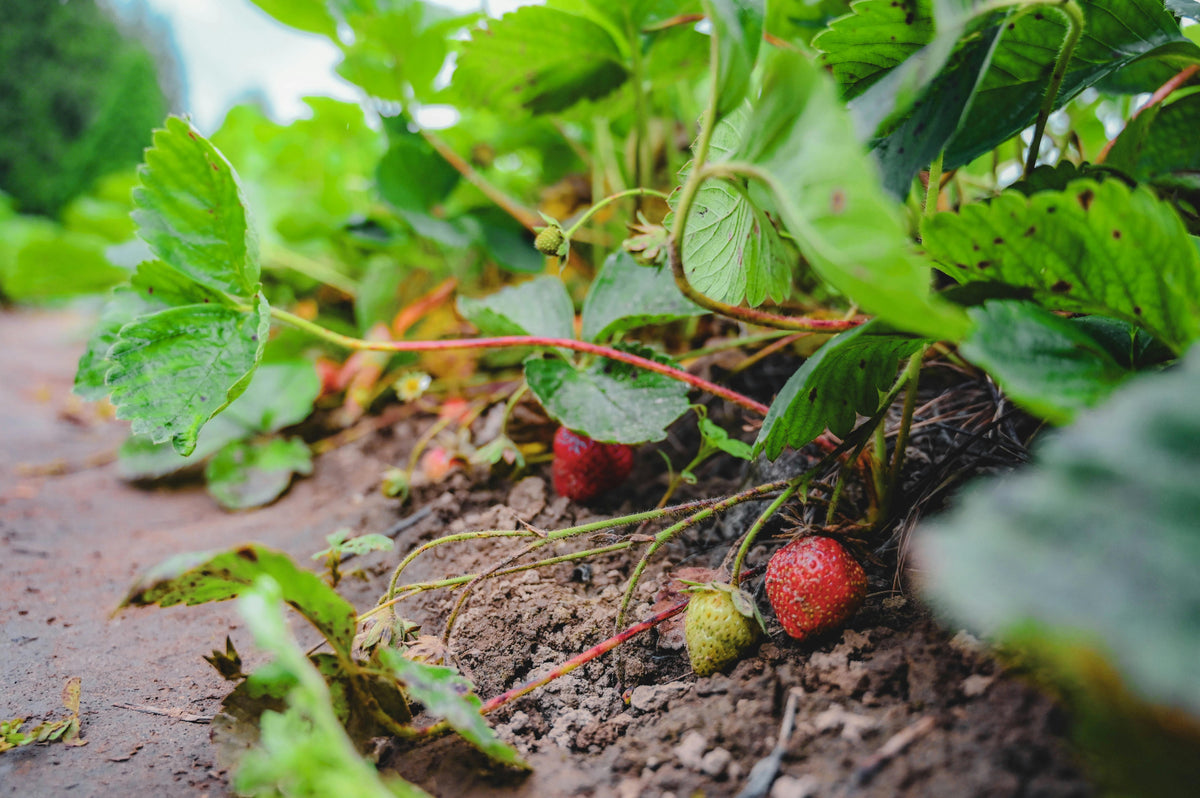 September Strawberry Bed Preparation: Build Plasticulture Fertility Before the Plants Arrive