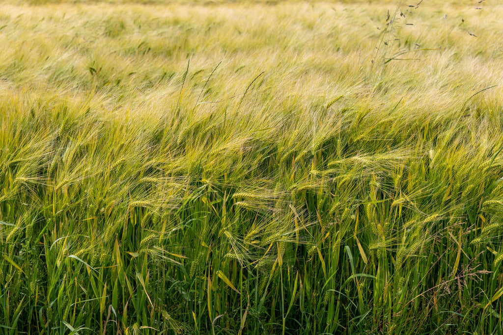 Fall Sulfur Fertility: Why September Sulfate Is Not Managed Like Potash