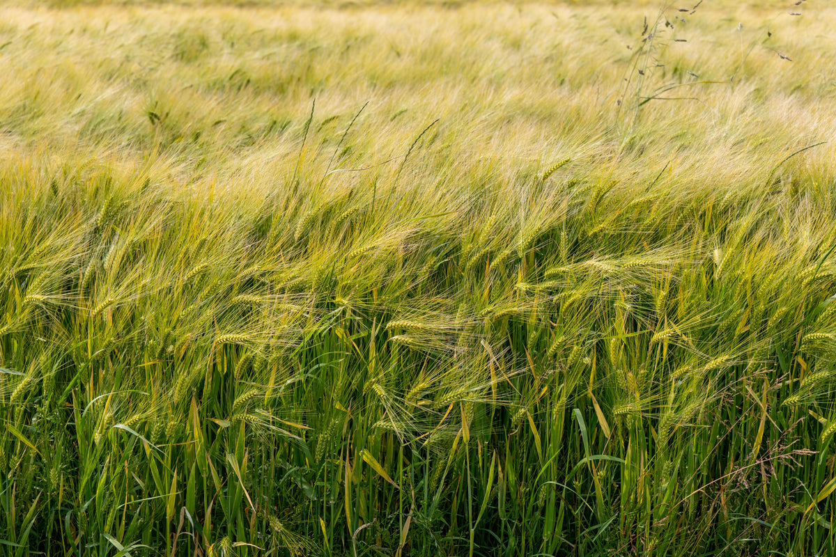Fall Sulfur Fertility: Why September Sulfate Is Not Managed Like Potash