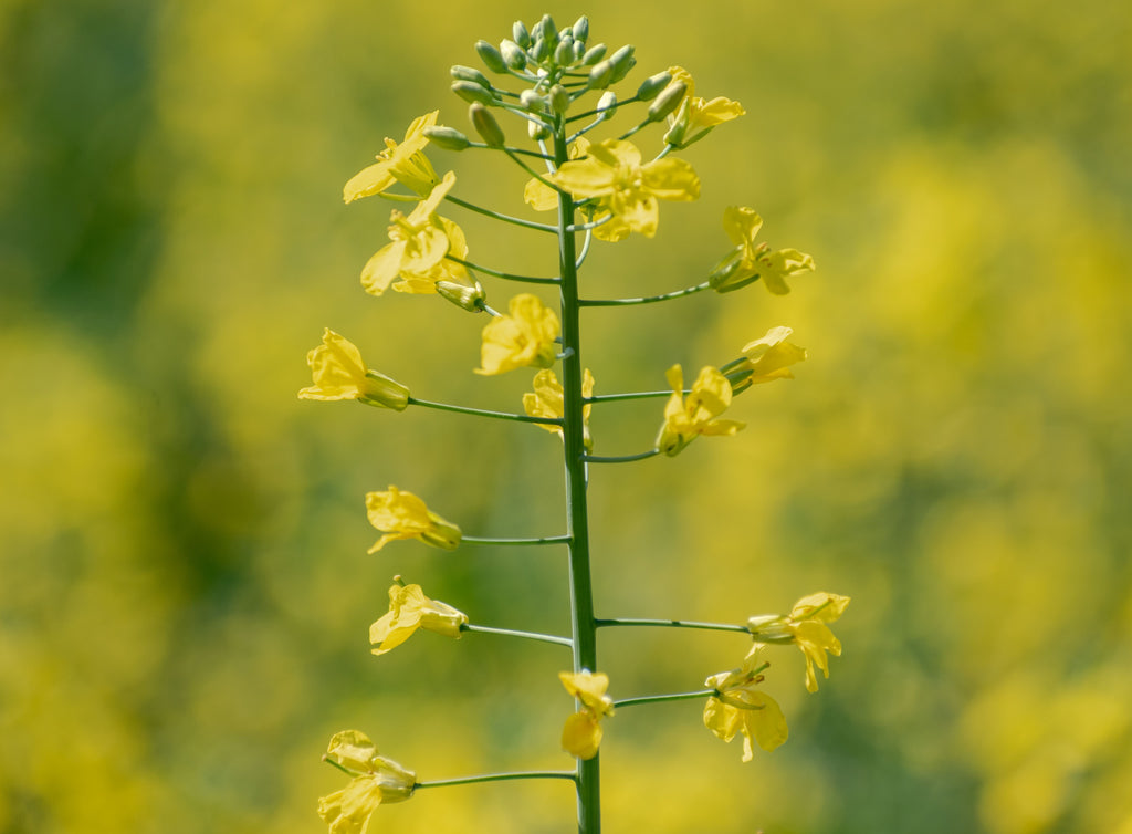 September Winter Canola Establishment: Build Enough Fall Growth Without Overfeeding the Crop