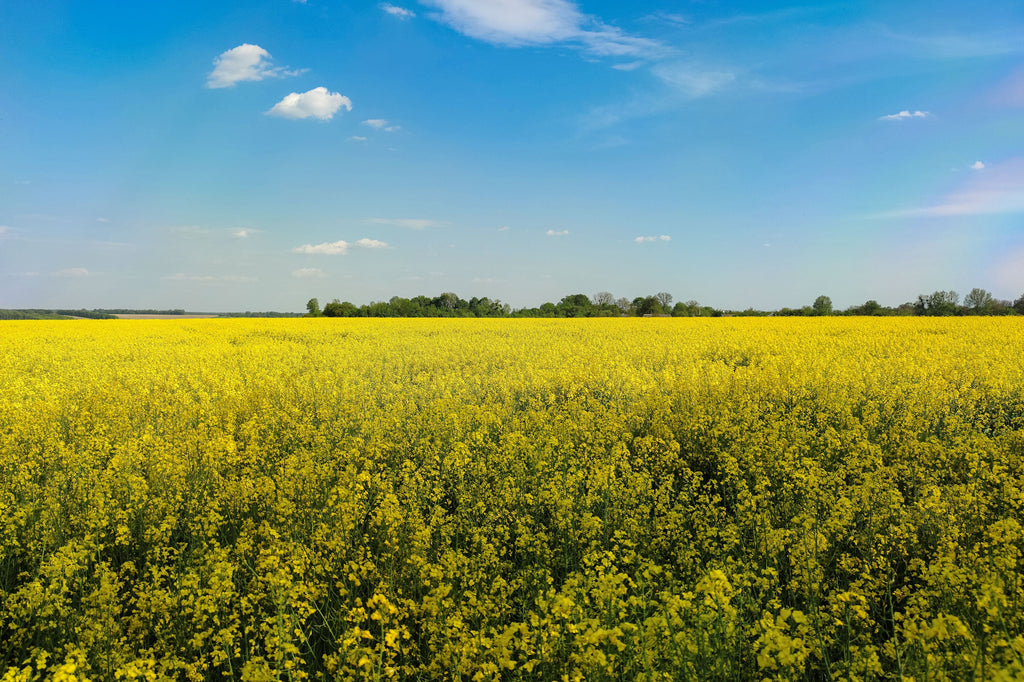 September High-Tunnel Soil Fertility: Test for Salts Before Planting the Fall Crop