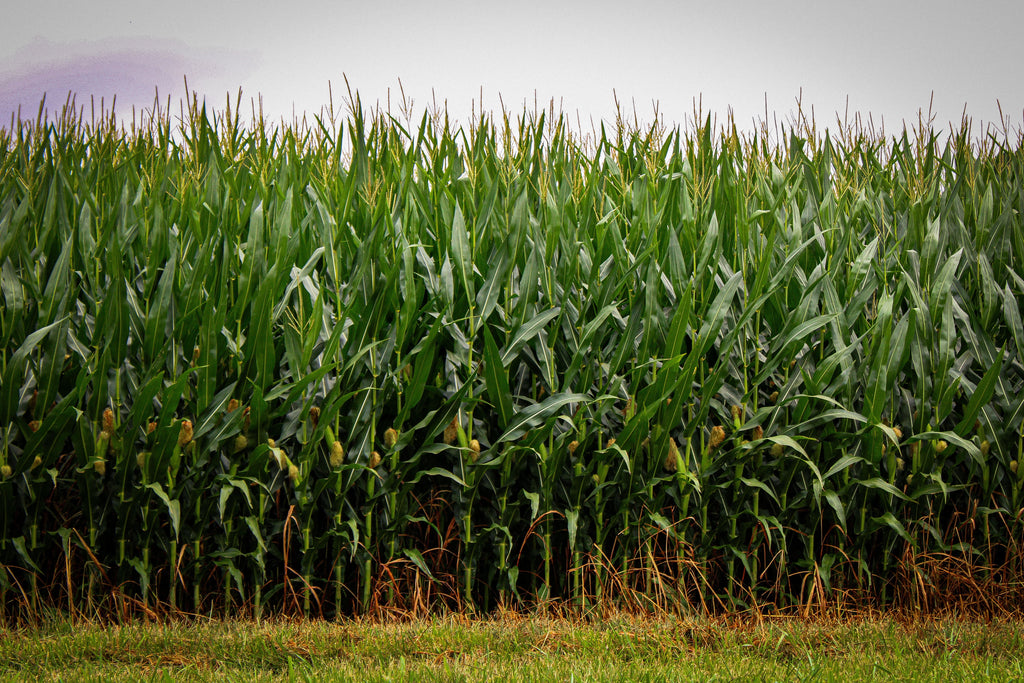 Baling Corn Stalks This Fall? Count the Potassium Leaving the Field