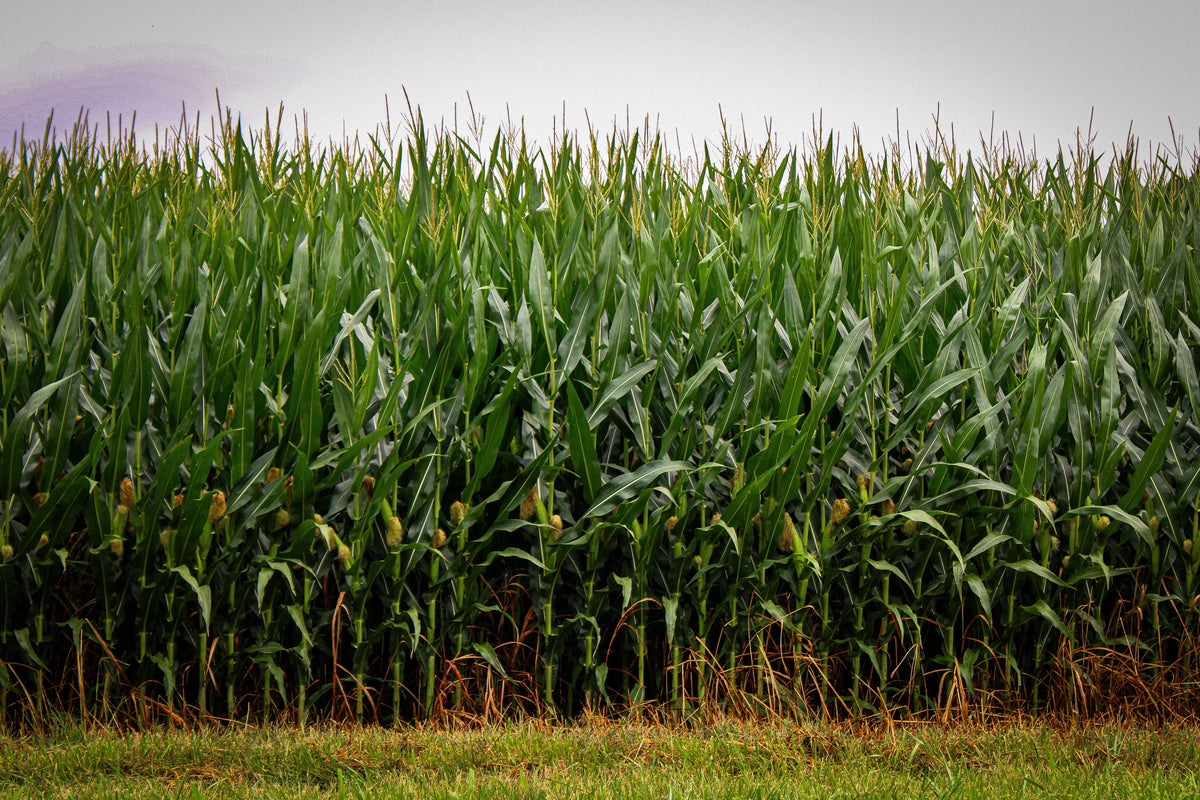 Baling Corn Stalks This Fall? Count the Potassium Leaving the Field