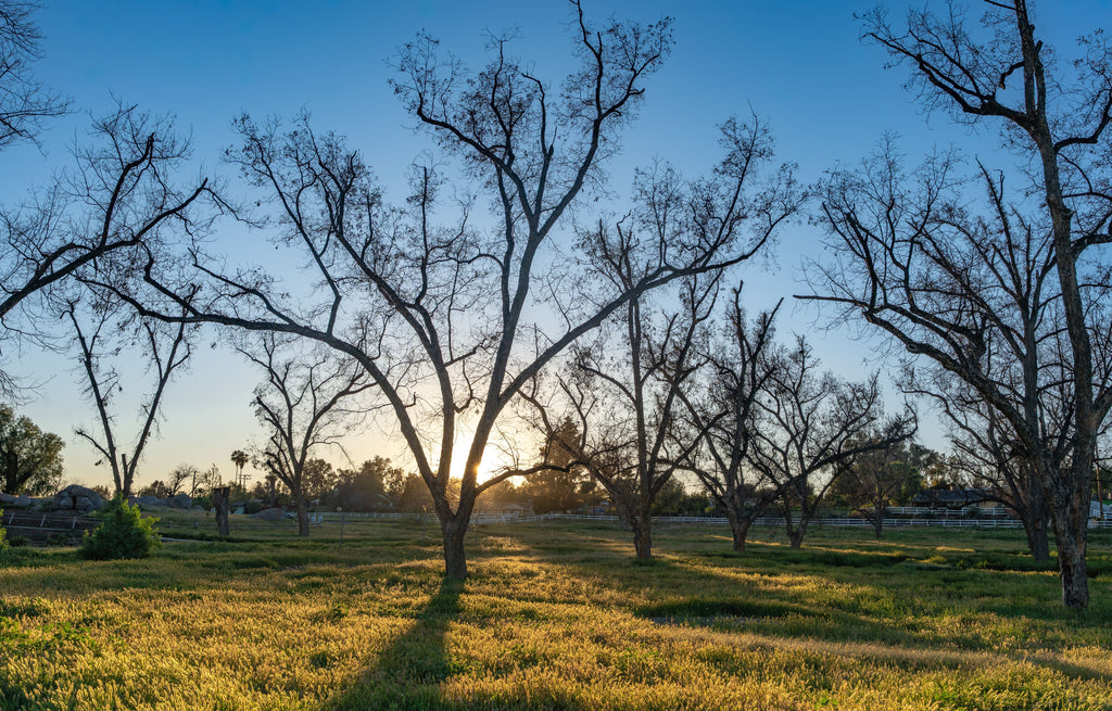September Pecan Potassium Planning: Read This Year’s Leaf Tests Before Buying Next Year’s Fertilizer